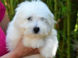 À vendre 3 chiots Coton de Tuléar LOF blancs