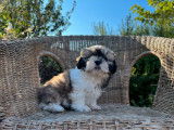 4 chiots Shih Tzu LOF disponibles