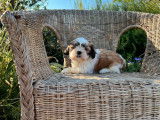 4 chiots Shih Tzu LOF disponibles