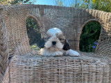 4 chiots Shih Tzu LOF disponibles