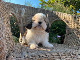 4 chiots Shih Tzu LOF disponibles