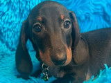 Disponible à la vente un chiot mâle Teckel Nain noir et feu (LOF)