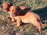 À réserver 3 chiots Dogues de Bordeaux LOF