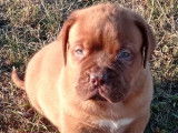 À réserver 3 chiots Dogues de Bordeaux LOF