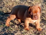 À réserver 3 chiots Dogues de Bordeaux LOF