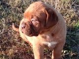À réserver 3 chiots Dogues de Bordeaux LOF