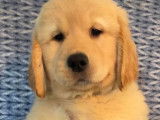 ** Chiot golden retriever a vendre ..... prêt a quitter