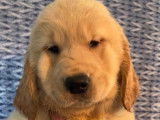 ** Chiot golden retriever a vendre ..... prêt a quitter