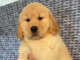 ** Chiot golden retriever a vendre ..... prêt a quitter