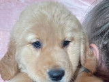** Chiot golden retriever a vendre ..... prêt a quitter