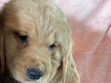 ** Chiot golden retriever a vendre ..... prêt a quitter