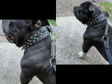 American Bully disponible pour saillie