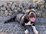 American Bully disponible pour saillie