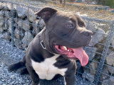 American Bully disponible pour saillie