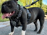 American Bully disponible pour saillie