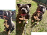 American Bully disponible pour saillie