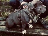 American Bully disponible pour saillie