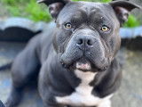American Bully disponible pour saillie