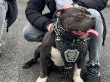 American Bully disponible pour saillie