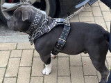 American Bully disponible pour saillie