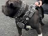 American Bully disponible pour saillie
