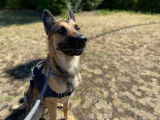 Dynamique chien adulte mâle Berger Belge Malinois non LOSH cherche un maître sportif