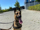 Dynamique chien adulte mâle Berger Belge Malinois non LOSH cherche un maître sportif