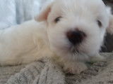 Chiots Bichons Maltais de petit gabarit à vendre