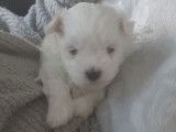 Chiots Bichons Maltais de petit gabarit à vendre