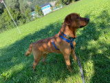 Labrador Retriever disponible pour saillie