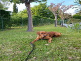 Labrador Retriever disponible pour saillie