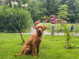 Labrador Retriever disponible pour saillie
