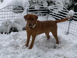 Labrador Retriever disponible pour saillie