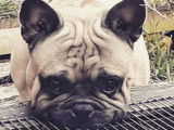 De race Bouledogue Français disponible pour saillie