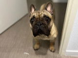 De race Bouledogue Français disponible pour saillie
