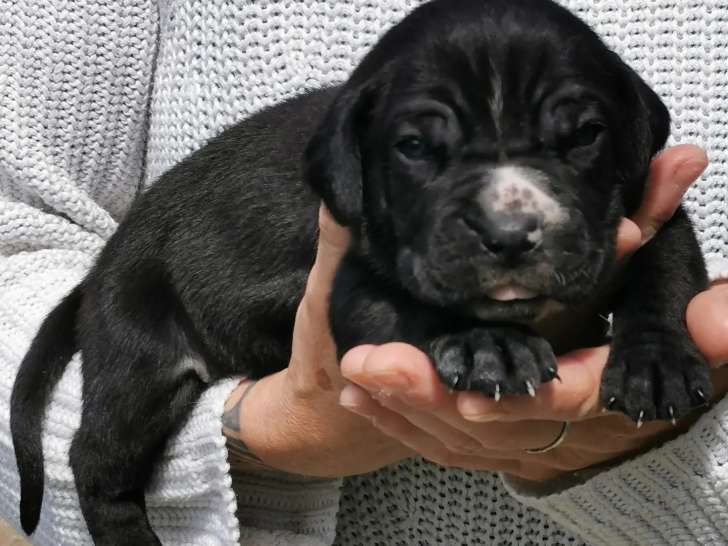 Chiots Cane Corso LOF à vendre
