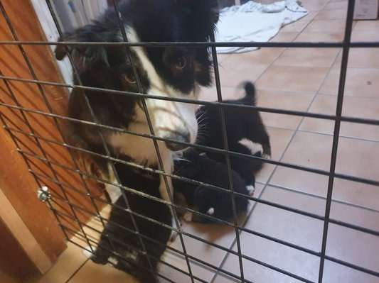 Trois adorables chiots Border Collie mâles non LOSH à retenir pour septembre 2022