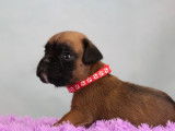 Dynamiques chiots Boxers pedigree FCI : quatre femelles et quatre mâles disponibles en septembre 2022