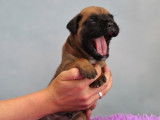 Dynamiques chiots Boxers pedigree FCI : quatre femelles et quatre mâles disponibles en septembre 2022