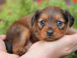Cinq adorables Petits Chiens Russes pedigree FCI seront disponibles en octobre 2022 : deux femelles et trois mâles