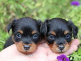 Cinq adorables Petits Chiens Russes pedigree FCI seront disponibles en octobre 2022 : deux femelles et trois mâles