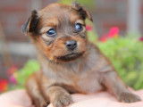 Cinq adorables Petits Chiens Russes pedigree FCI seront disponibles en octobre 2022 : deux femelles et trois mâles