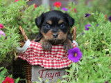 Cinq adorables Petits Chiens Russes pedigree FCI seront disponibles en octobre 2022 : deux femelles et trois mâles