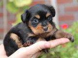 Cinq adorables Petits Chiens Russes pedigree FCI seront disponibles en octobre 2022 : deux femelles et trois mâles
