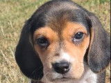 Dynamiques chiots Beagles non LOSH disponibles dès septembre 2022 : quatre femelles et trois mâles