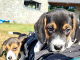 Dynamiques chiots Beagles non LOSH disponibles dès septembre 2022 : quatre femelles et trois mâles