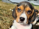 Dynamiques chiots Beagles non LOSH disponibles dès septembre 2022 : quatre femelles et trois mâles