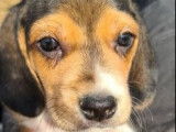 Dynamiques chiots Beagles non LOSH disponibles dès septembre 2022 : quatre femelles et trois mâles