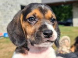 Dynamiques chiots Beagles non LOSH disponibles dès septembre 2022 : quatre femelles et trois mâles
