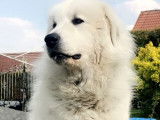 De race Chien de Montagne des Pyrénées disponible pour saillie